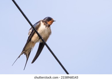 Barn Swallow (Hirundo Rustica) Perched On A Telephone Wire, Yorkshire, UK.