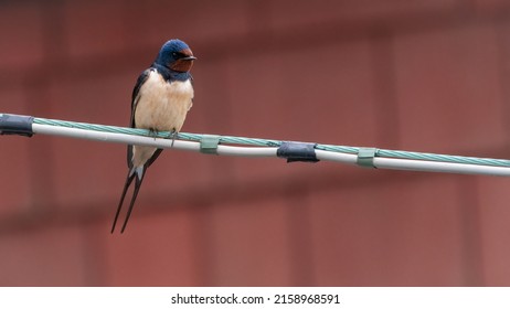 Barn Swallow (Hirundo Rustica) Perched On A Washing Line In A UK Garden. Cute Migratory Bird Portrait, UK Wildlife In Spring.