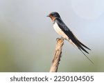 Barn swallow (Hirundo rustica) perching on drybranch