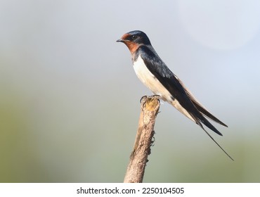 Barn swallow (Hirundo rustica) perching on drybranch