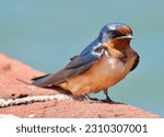 Barn Swallow (Hirundo rustica) resting on the ground during migration. Dry Tortugas National Park, Garden Key, Florida April 23rd, 2023