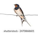 Barn Swallow, hirundo rustica,  resting perched on a wire, isolated on white