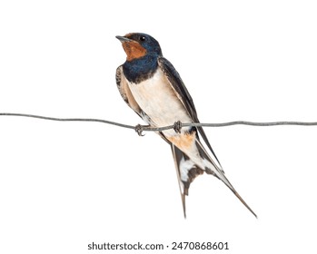 Barn Swallow, hirundo rustica,  resting perched on a wire, isolated on white