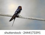 Barn swallow (Hirundo rustica) sitting on a thick rope -  Zinnowitz Harbor, Usedom Island, Germany          