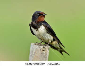 barn swallow (Hirundo rustica) or swift, lovely black bird with brown face perching on bamboo pole over green blur background