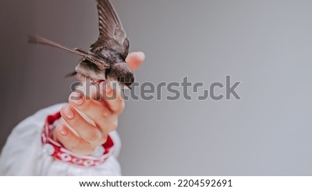 Barn swallow - hirundo rustica in ukrainian woman hands. Little tamed bird chick spreads wings. Symbol of hope, good news, Ukraine, victory and spring. Ornithology, nature, fauna concept.