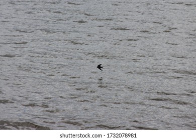 barn swallow hunting for insects above the water surface