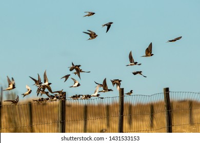 Barn Swallow
Latin name: Hirundo rustica - Shutterstock ID 1431533153