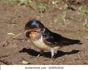 Barn Swallow Mud Nest Building Spring