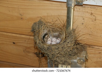 Barn Swallow Nest