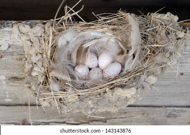 A Barn Swallow Nest With Eggs