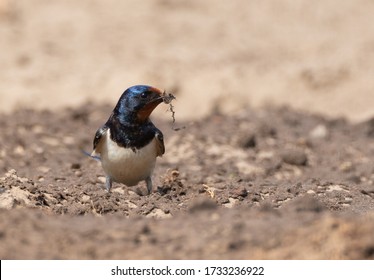 Barn swallow on ground holding nest material, Podlaskie Voivodeship, Poland, Europe