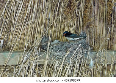 Barn Swallow On Nest Under A Straw Roof