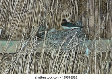 Barn Swallow On Nest Under A Straw Roof