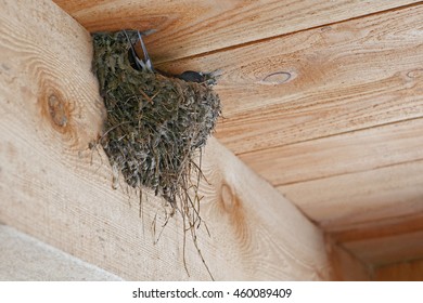 Barn Swallow On Nest Under A Wooden Roof