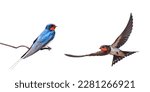 barn swallow on a wire and a swallow in flight