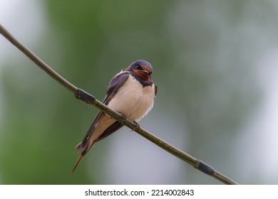 Barn Swallow On A Wire. Taken In The UK