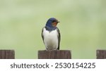 Barn swallow on a wooden fence, close up on a green background.