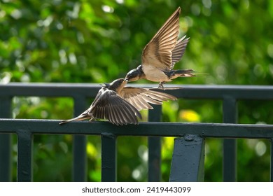 A Barn Swallow parent feeding its chick a damselfly at a park. Close up view. - Powered by Shutterstock