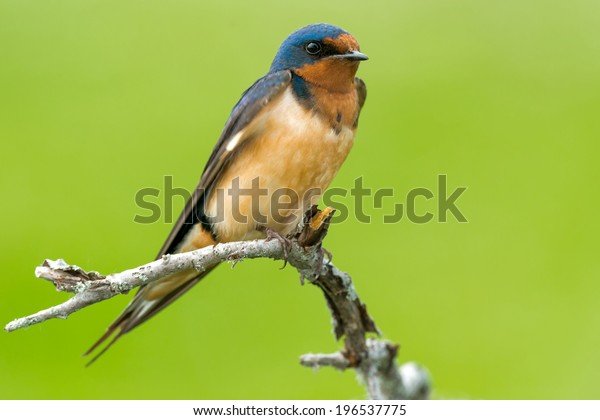 Barn Swallow Perched On Dead Branch Stock Photo Edit Now 196537775