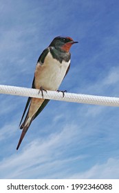 Barn Swallow Perched On A Tightrope, Hirundo Rustica, Hirundinidae