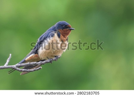 Barn swallow perched on a tree branch.