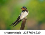 barn swallow potrait with feather count.