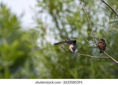 Barn swallow preening its feathers while another is perched watc