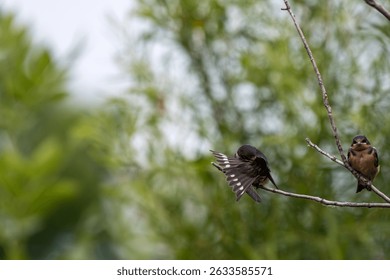 Barn swallow preening its feathers while another is perched watc
