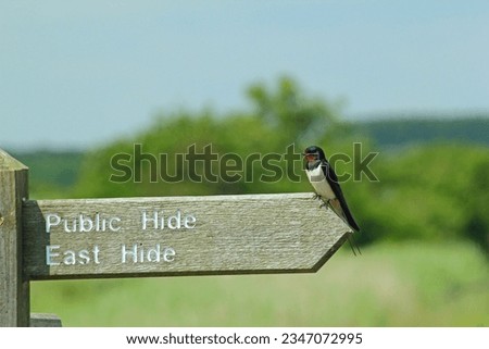 A barn swallow rests on a direction sign at the RSPB's Minsmere reserve in Suffolk, UK