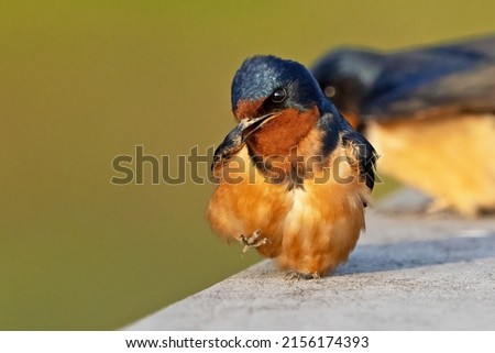 A Barn Swallow Sitting on a Wooden Railing 