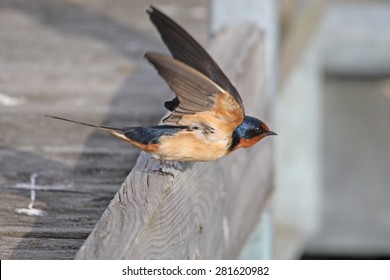 Barn Swallow taking off