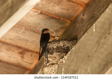 Barn Swallow Nest With Eggs Images Stock Photos Vectors Shutterstock