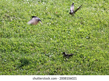 Barn Swallows: Hirundo rustica, flying over green grass and clover in bright sunlight. Full spread wings, flapping, standing on ground