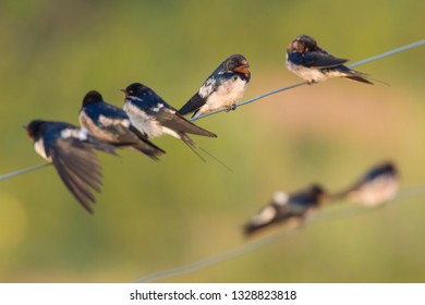 137 Sri lanka swallow Images, Stock Photos & Vectors | Shutterstock