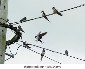 Barn Swallows On The Telegraph Wires