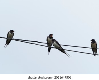 Barn Swallows On The Telegraph Wires