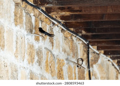 Barn swallows perched beneath a rustic wooden roof on a stone wall in Cyprus, close-up of migratory birds resting in a traditional Mediterranean building.