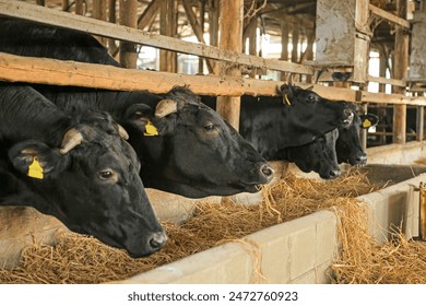 A barn where Japanese beef cattle are raised - Powered by Shutterstock