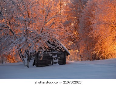 barn in winter landscape with snow field, trees in sunset village landcape.