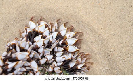 barnacle