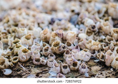 2,583 Attached Shells Images, Stock Photos & Vectors | Shutterstock