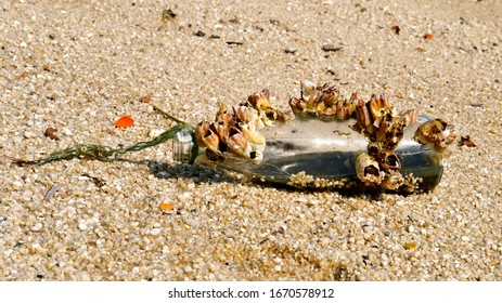 A Barnacle Covered Bottle Washed Up On A Sandy Beach. 