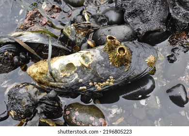 A Barnacle Covered California Mussel At Tongue Point, Washington.