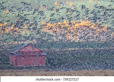 Barnacle Geese