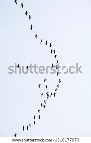 Similar – 36 Vogel Vogelschwarm