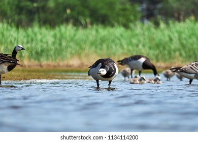 Barnacle Geese With Chicks