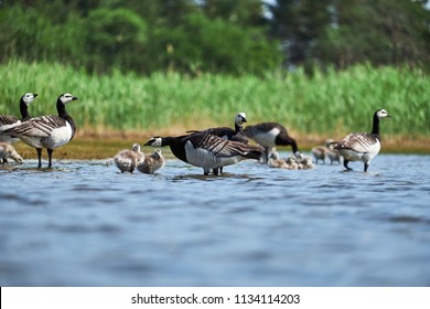 Barnacle Geese With Chicks