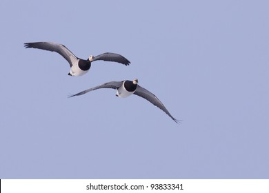 Barnacle Geese In Flight