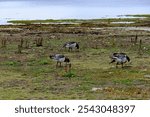 Barnacle geese on a sea meadow on the shore of the Baltic Sea at the southern tip of Öland (Södra Udde) in Ottenby Nature Reserve, Öland, Kalmar län, Sweden.